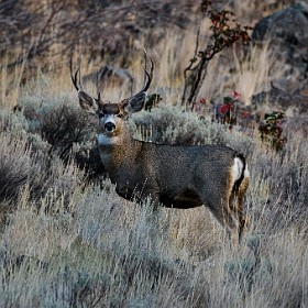 Mule Deer