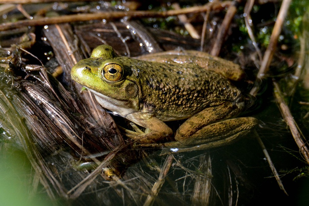 Bullfrog