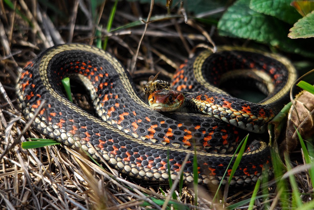 Garter snake