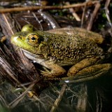 Bullfrog