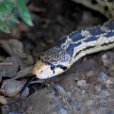 Bullsnake-1